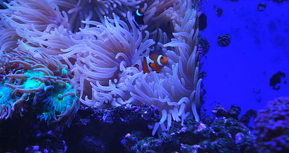 clown fish underwater thumbnail