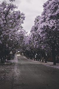 cherry blossoms tree thumbnail