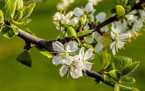 white flowers in macro photography thumbnail
