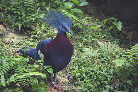 Victoria Crowned Pigeon Standing Beside Fern Plants thumbnail