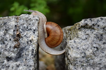selective focus photography of snail crawling on gray stone thumbnail