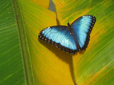 blue butterfly on leaf thumbnail