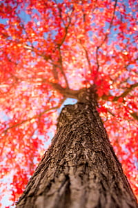 shallow focus photo of red tree thumbnail