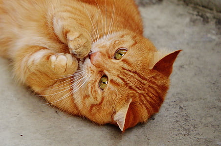 orange tabby cat lying on gray surface thumbnail