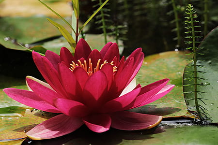 red lutos flower illustration thumbnail