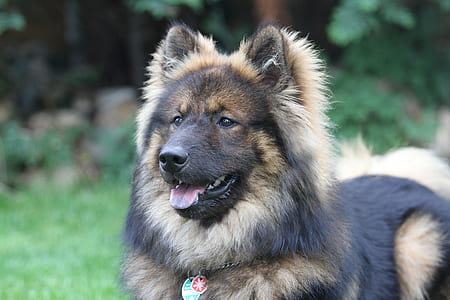 selective focus photo of keeshond lying on green grass thumbnail