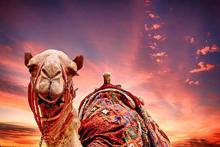selective focus photographed of camel thumbnail