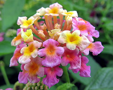 purple-and-yellow lantana flower in close-up photography thumbnail