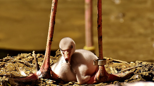 flamingo chick thumbnail