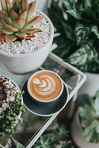 green leafed plant beside coffee cup thumbnail