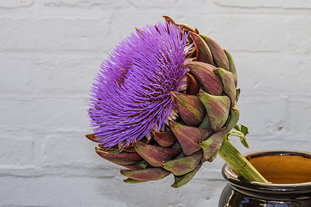purple thistle flower in black vase near white wall thumbnail