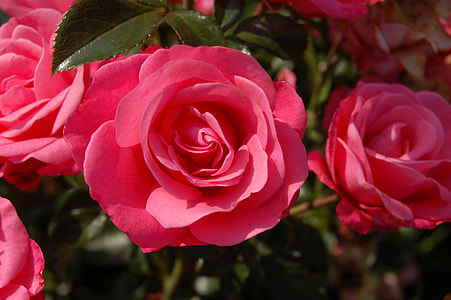 selective focus photography of red rose flower thumbnail