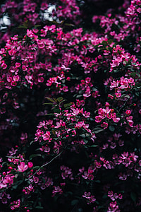 Lovely pink flowers blooming from the tree branches thumbnail