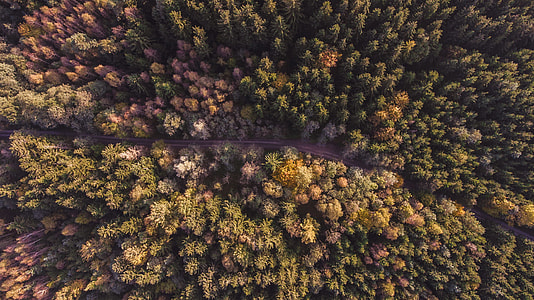 aerial view of trees during daytime thumbnail