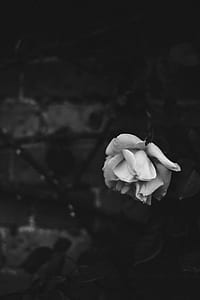 grayscale photo of rose flower thumbnail