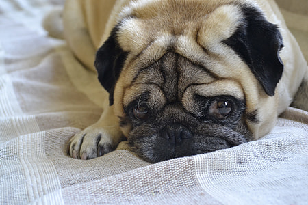 fawn pug thumbnail