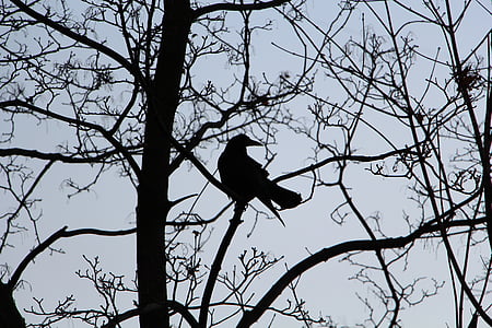 black crow perching on tree during daytime thumbnail