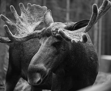 grayscale photo of moose thumbnail