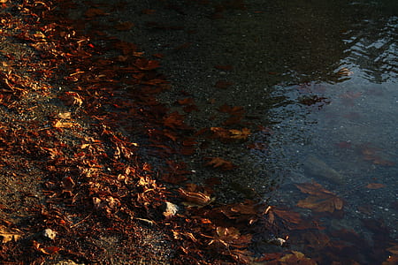 dried leaves in body of water thumbnail