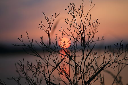 close-up photography of leafless plant under golden hour thumbnail