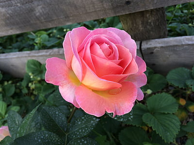 pink rose flower thumbnail