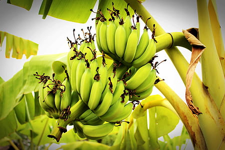 Banana tree thumbnail