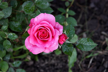 pink rose in closeup photography thumbnail