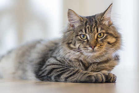gray cat lying on wooden surface thumbnail