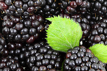 Freshly picked Blackberries thumbnail
