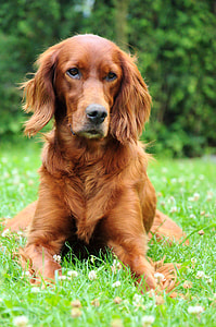 adult golden retriever sitting on grass thumbnail