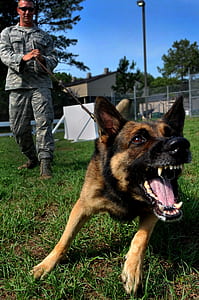 person holding leash on black and tan German shepherd barking on grass field thumbnail