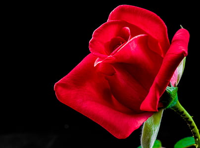 selective focus photograph of red rose thumbnail