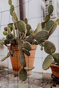 Opuntia in a ceramic pot thumbnail