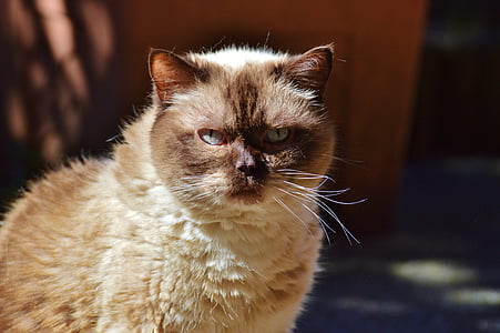 gray cat thumbnail