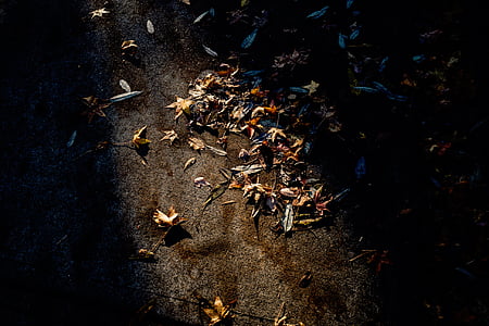 leaves on brown surface thumbnail