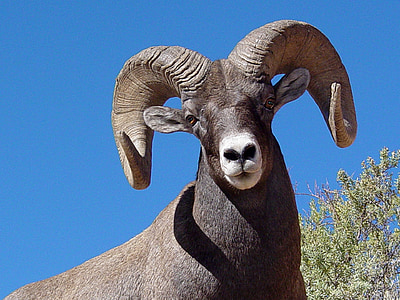 bighorn sheep thumbnail