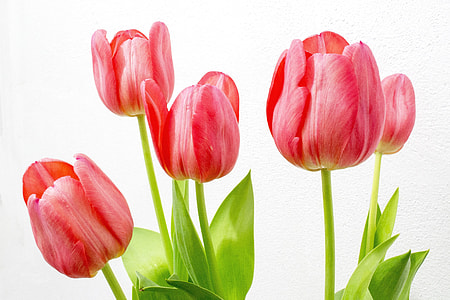photo of pink tulips thumbnail