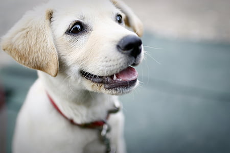 closeup photography of yellow Labrador retriever puppy thumbnail
