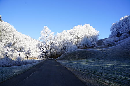 road between trees at daytime thumbnail