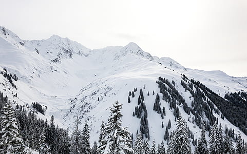 snow-covered mountain and trees thumbnail