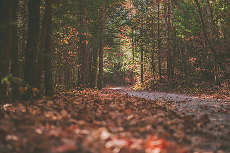 Dark Fall Forest thumbnail