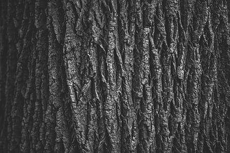 close-up photograph of gray tree trunk thumbnail