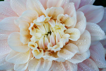 pink and white dahlia flower thumbnail