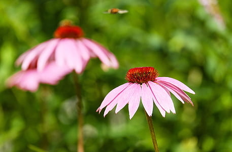 pink-and-red flowers thumbnail