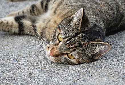 gray tabby cat lying on ground thumbnail