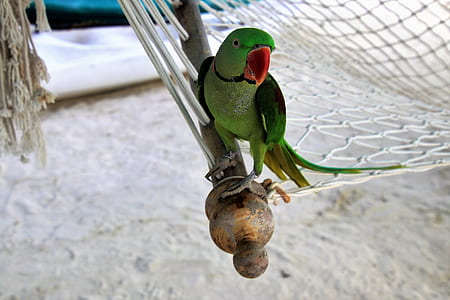 green and orange bird thumbnail