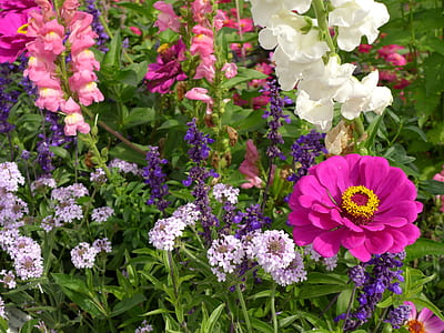 assorted petaled flowers thumbnail