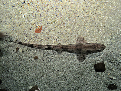 Small-spotted Catshark - Scyliorhinus canicula thumbnail