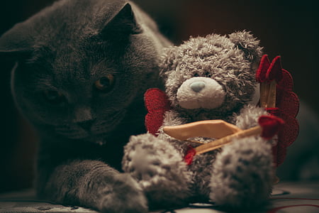 cat holding gray bear plush toy thumbnail