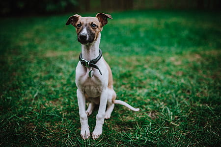 brown and white Italian greyhound puppy sitting on the grass thumbnail